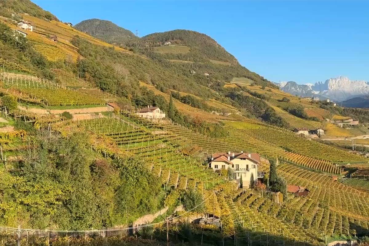 Cantina Bolzano: dopo il successo dei TAL, è sempre più alta la qualità dei vini 